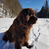 Photo de profil de Carole Maniglier, client de Refuge des Tinderets