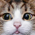 Photo de profil de Guillet Dominique, client de Le Bouchon Eric