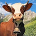 Photo de profil de Guy Degoutte, client de Restaurant La Marmotte