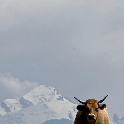 L’écho du berger à Marignier : plat photographié par Christophe CHOMIER